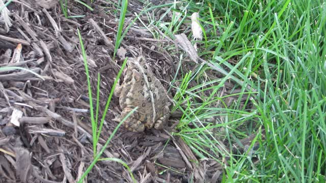 Kids with a Toad
