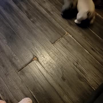 French Bulldog Puppies