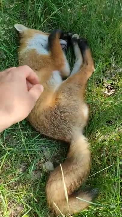 PETTING a Sleeping WILD FOX!! | #shorts