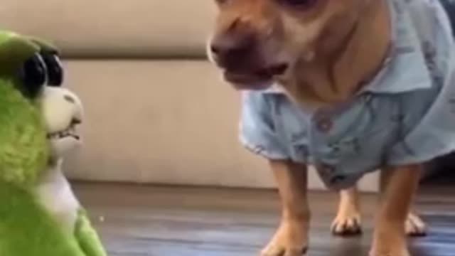 Try Not To laugh Funnys Animals🥰
