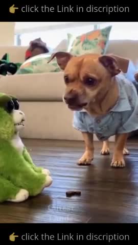 Try Not To laugh Funnys Animals🥰