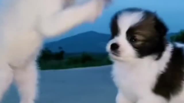 Cute puppy and kitten playing