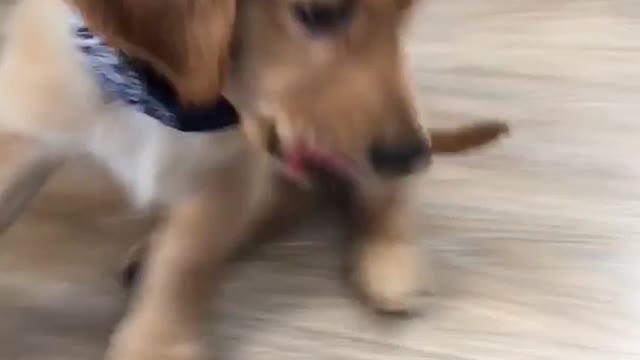 Golden retriever puppy black bandana