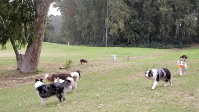 Backstage the border dogs they are playing