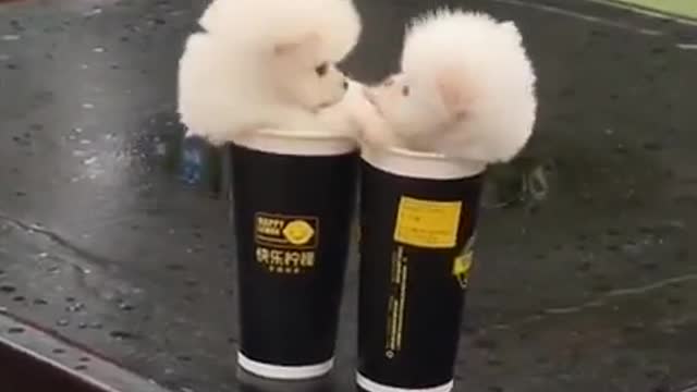 a small and adorable fight between brothers