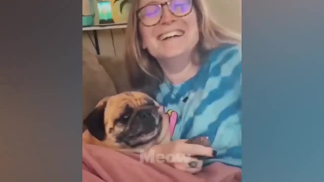 So Funny! Weird Cats And Dogs Actions