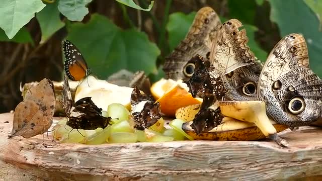 Butterflies Eating Fruits