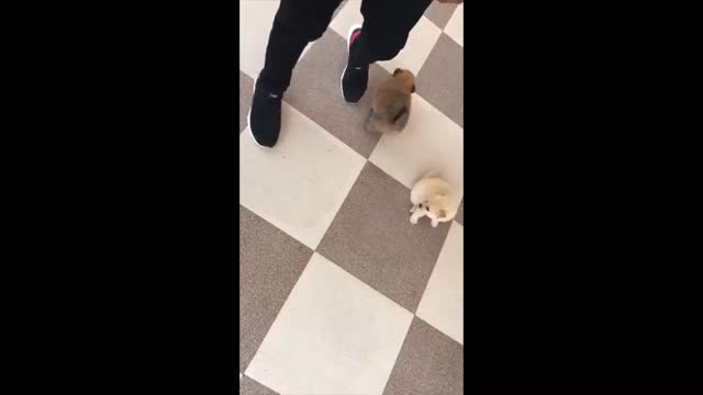 Super Cute Puppies!!! Who Want One out of These!!!🥰🥰🥰