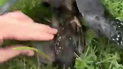 Kestrel Falcon strikes an invasive starling falconry hunting birds animal