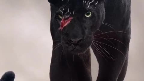 Black Panther.