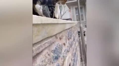 Funny Cats and Dog Videos