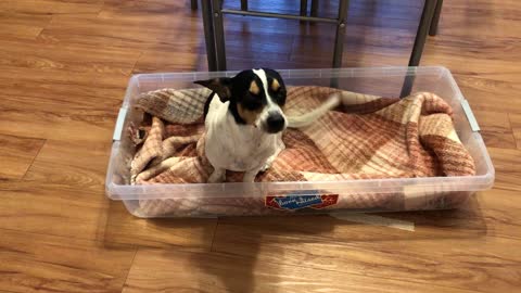 Duke's New Bed