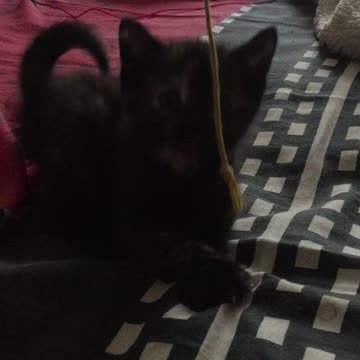 Luna the kitten playing with her hooman