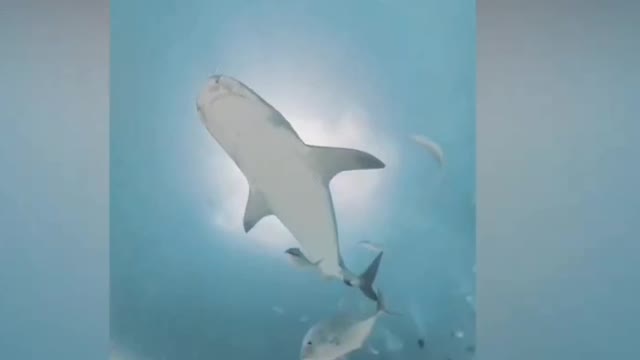 Shark swallows man's Camera