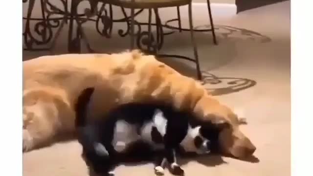 cats love their dog too