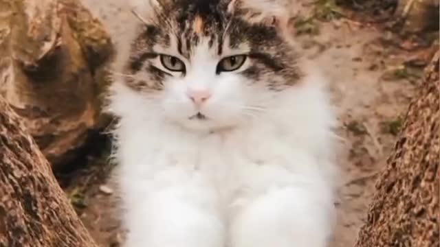 Cute cat video lovely video