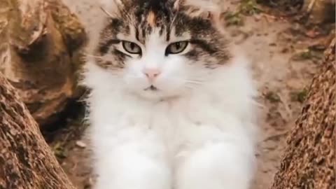 Cute cat video lovely video