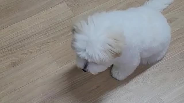 Puppy curiosity