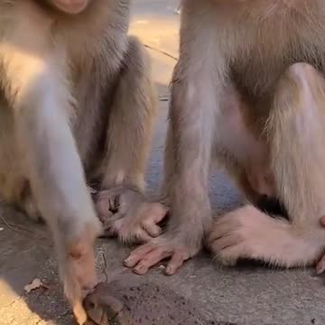 monkey playing with big frog