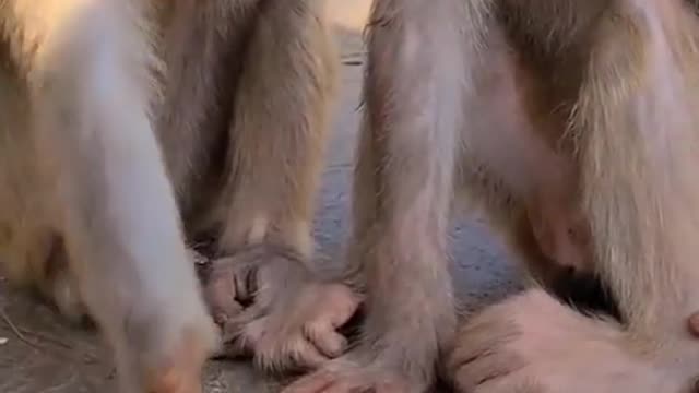 monkey playing with big frog