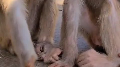 monkey playing with big frog