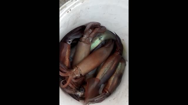 A Vietnamese woman teaches an American guy how to catch octopus by using fishing rod