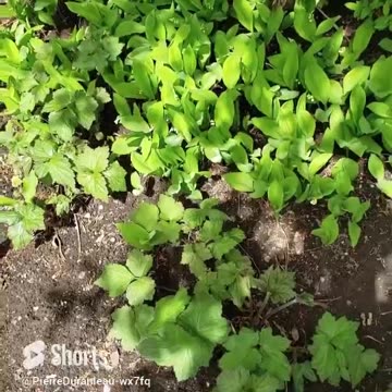 Urban Garden Revamp part 1