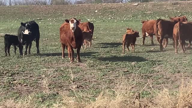 42- First calve Black/Red baldy pair.