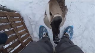 Lily & Snowy Play in the Snow