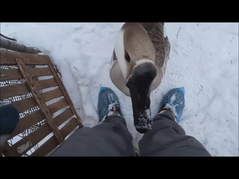 Lily & Snowy Play in the Snow