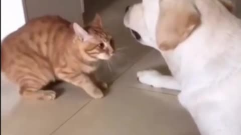 Funny Cat Holds Paws with Dog #shorts