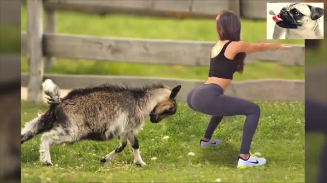 TRY not to LAUGH in this ULTIMATE FUNNY SHEEP Attacking PEOPLE Compilation