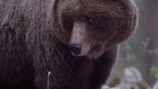 FREE BEARS JUST ENJOY THEIR FREEDOM