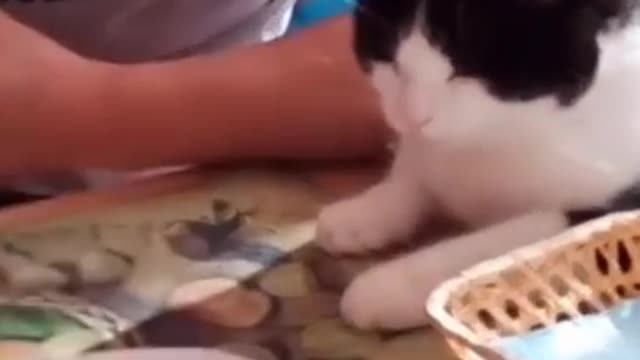 So funny cute ? dogs ?? and cats ?? part 25