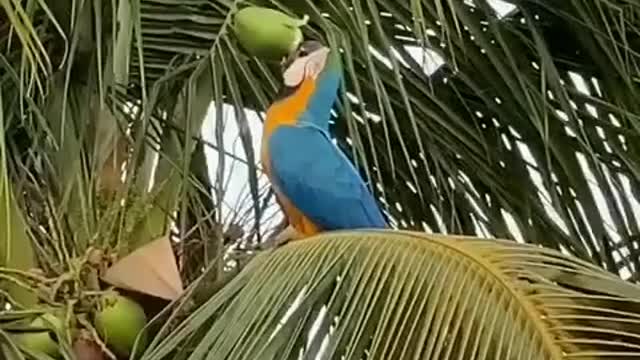 Parrot drinking Coconut