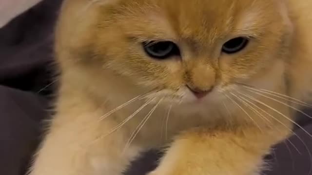 A kitten whose owner has put two egg shells in its ears.