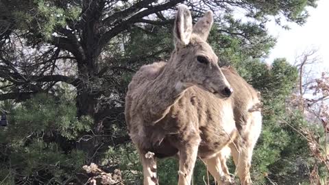 deer-on-a-grass