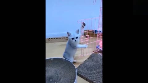 Funny animals [] Try not to laugh compilation 45