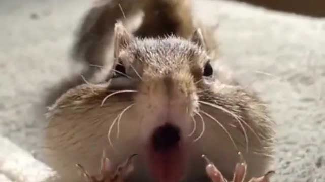 Stretching videos of cute squirrels are going viral on social media