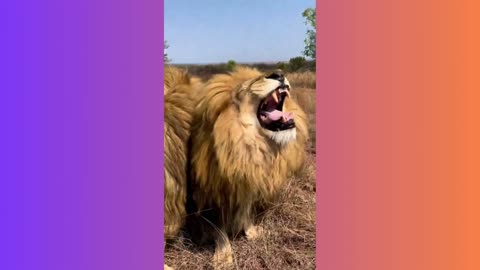 Lion Funny Video