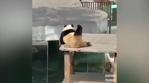 Panda moment-funny