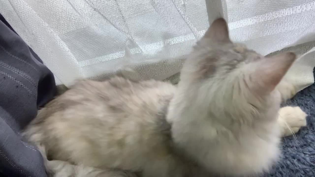 お腹見せの可愛い飼い猫動画