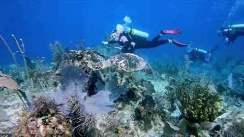 Critically endangered sea turtle and young scuba diver are at one's