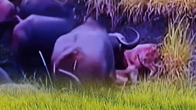 funny #funny video#Must watch new funny comedy videos 2022 best amazing funny comedy