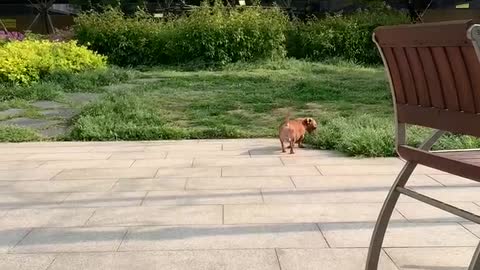 Go for a walk and the excited puppy