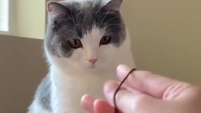 funny cat videos | cute cats | cute animals | funny cats | kittens cats meowing#funny cats