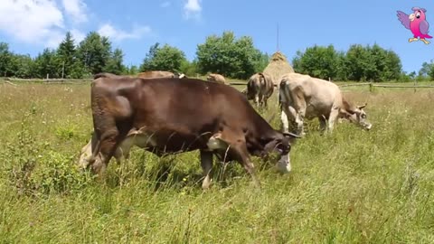 COW VIDEO 🐮🐄 COWS MOOING AND GRAZING IN A FIELD 🐄🐮