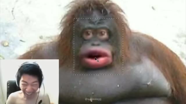 Monke Unmasked