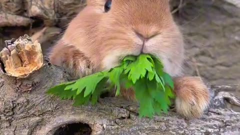 Cute animal feeding ❤️