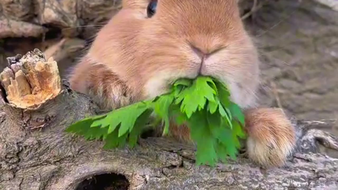 Cute animal feeding ❤️